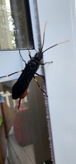 Urocerus cressoni