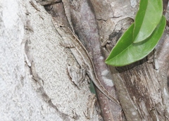 Anolis sagrei