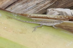 Anolis sagrei
