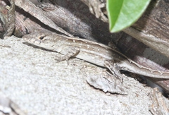 Anolis sagrei