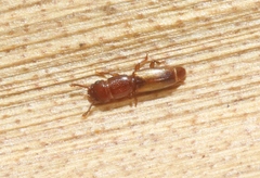 Monotomidae