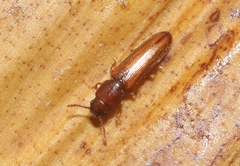 Languriinae