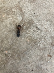 Camponotus sansabeanus