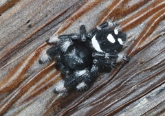 Phidippus regius