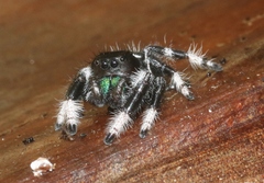 Phidippus regius