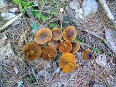 Cortinarius malicorius