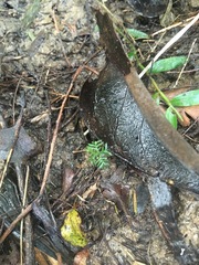 Dacrycarpus dacrydioides