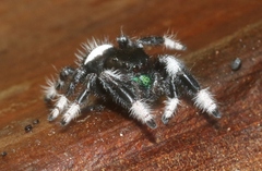 Phidippus regius