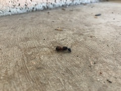 Camponotus sansabeanus