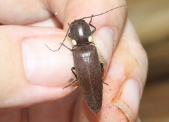 Ignelater havaniensis