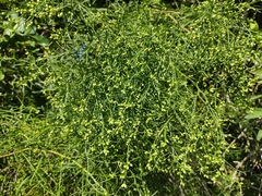 Baccharis angustifolia