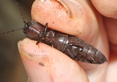 Ignelater havaniensis