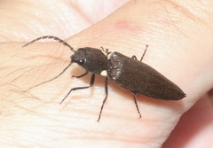 Ignelater havaniensis