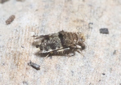 Lepidopsocidae