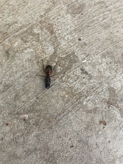 Camponotus sansabeanus