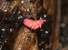 Bilobella braunerae