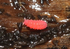 Bilobella braunerae