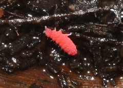 Bilobella braunerae