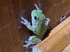 Hyla
