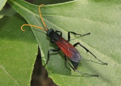 Entypus ochrocerus