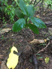 Dacrycarpus dacrydioides