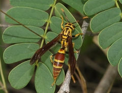 Polistes cubensis
