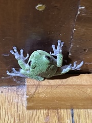 Hyla