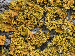 Xanthomendoza ulophyllodes