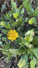 Grindelia stricta