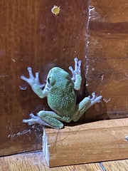 Hyla