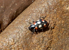Eriopis connexa