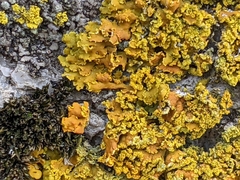Xanthomendoza ulophyllodes
