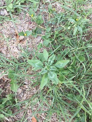 Amaranthus polygonoides