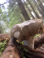 Gomphidius glutinosus