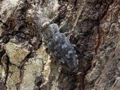 Chrysobothris femorata