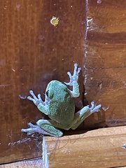 Hyla