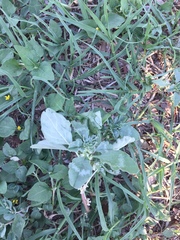 Amaranthus polygonoides