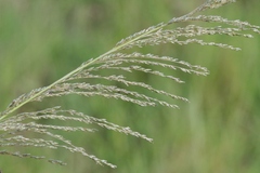 Leptochloa