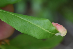 Exobasidium vaccinii