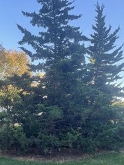 Juniperus virginiana