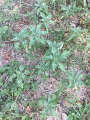 Amaranthus polygonoides