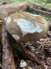 Gomphidius glutinosus