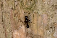 Parapalaeosepsis plebeia