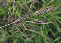 Bothriochloa