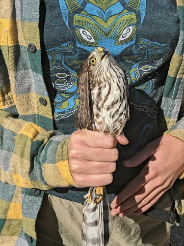 Sharp-shinned Hawk photographed in Idaho