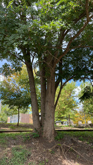 Robinia pseudoacacia