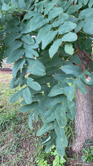 Robinia pseudoacacia