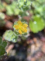 Hypericum anagalloides