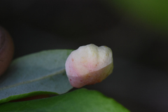 Exobasidium vaccinii