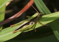 Orphulella scudderi